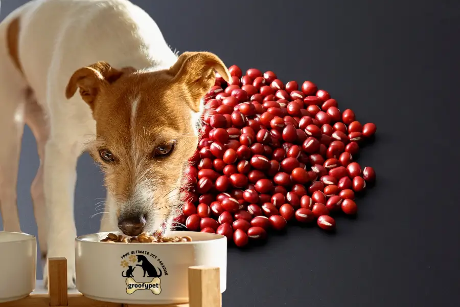 Can Dogs Eat Adzuki Beans