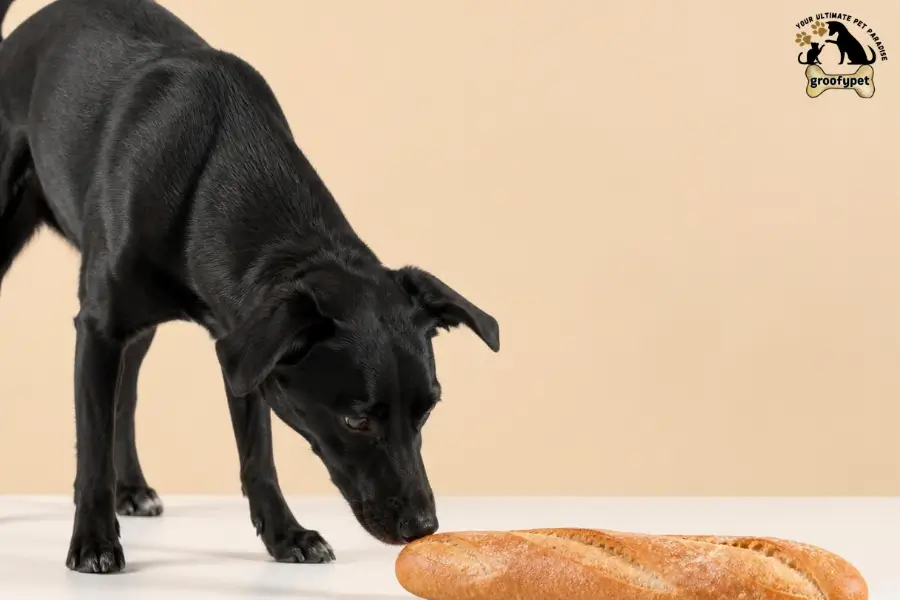 Can Dogs Eat Baguette 