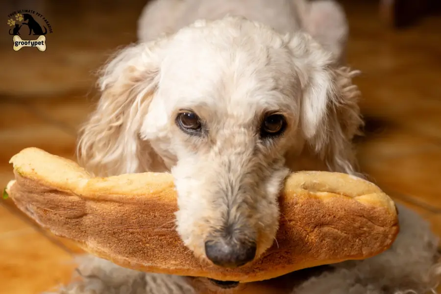 Can Dogs Eat Baguette 