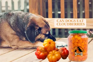 Can Dogs Eat Cloudberries