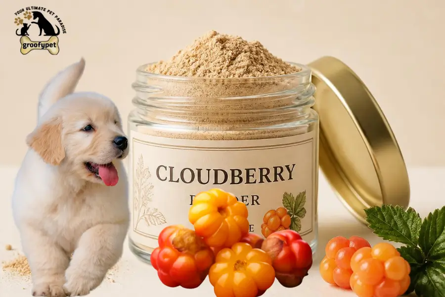 Can Dogs Eat Cloudberries