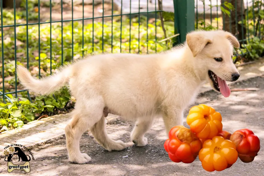 Can Dogs Eat Cloudberries
