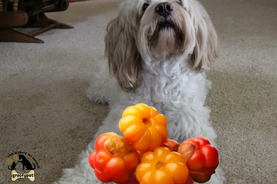 Can Dogs Eat Cloudberries