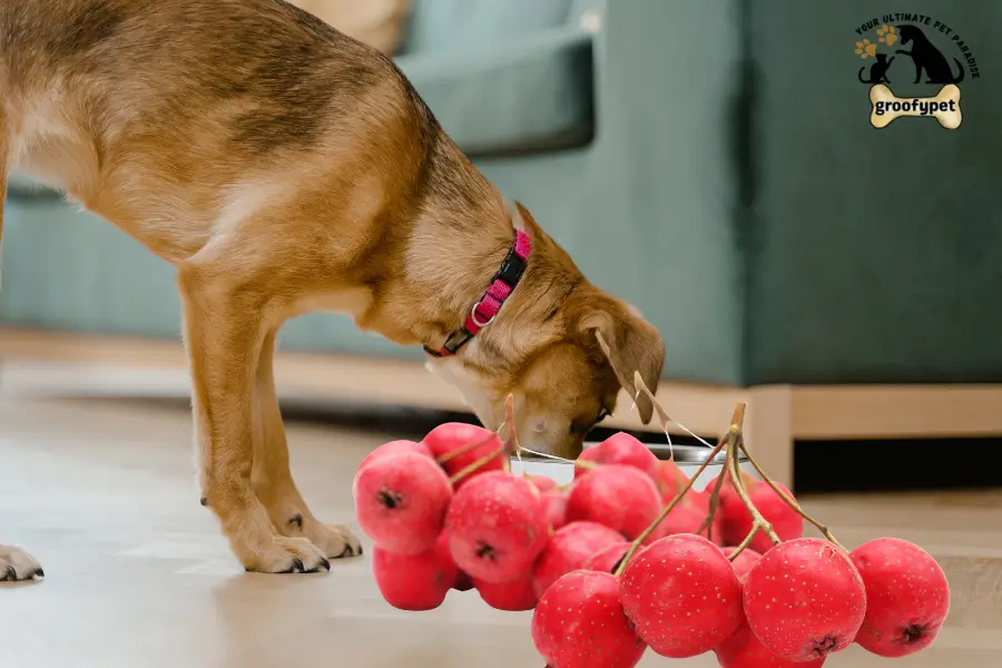 Can Dogs Eat Hawthorn Berries