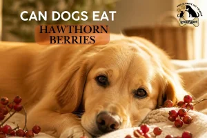 Can Dogs Eat Hawthorn Berries