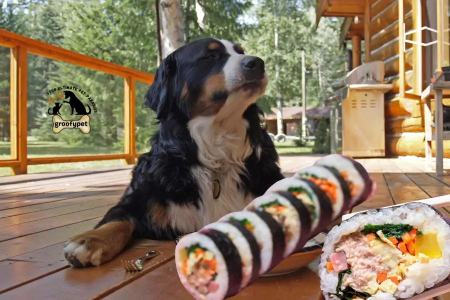 Can Dogs Eat Kimbap