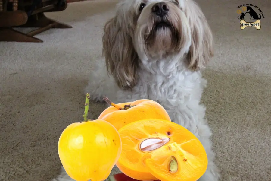 Can Dogs Eat Nance Fruit