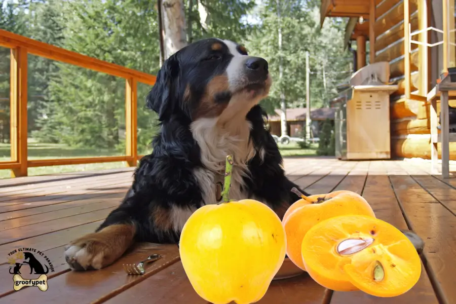 Can Dogs Eat Nance Fruit