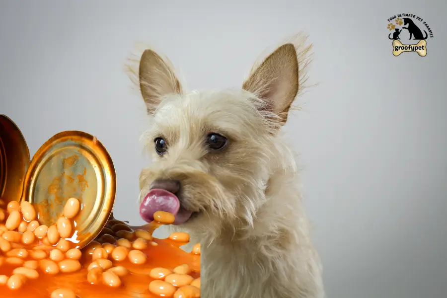 Can Dogs Eat Navy Beans