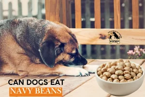Can Dogs Eat Navy Beans