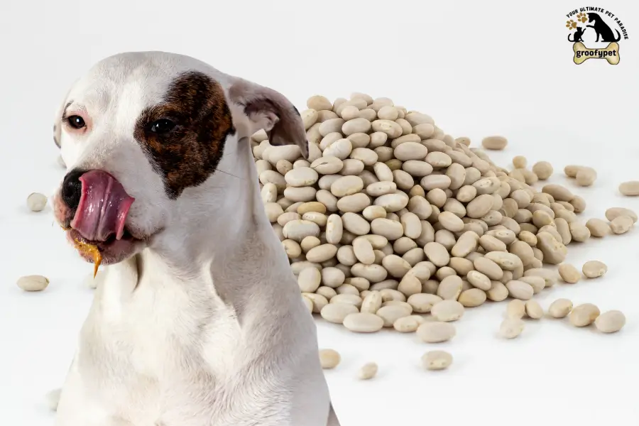 Can Dogs Eat Navy Beans