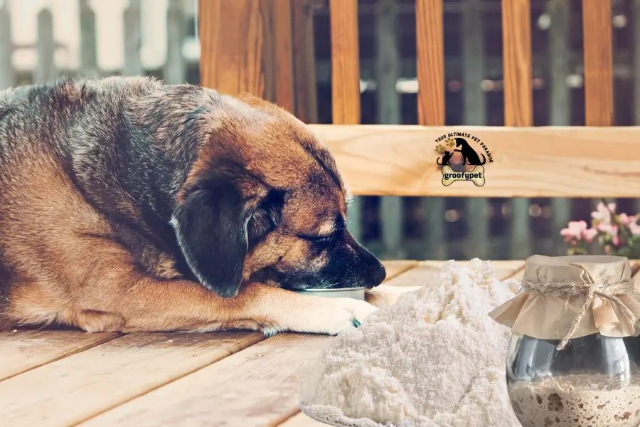 Can dogs eat rye flour?