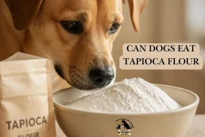 Can Dogs Eat Tapioca Flour