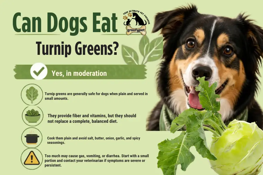 Can Dogs Eat Turnip Greens