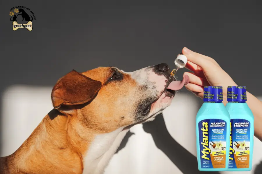 Can Dogs Take Mylanta
