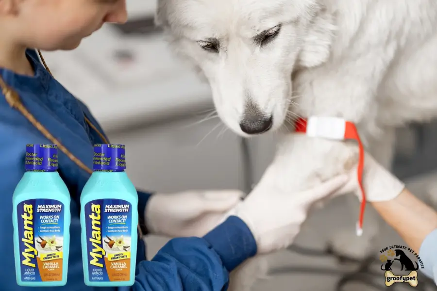 Can Dogs Take Mylanta