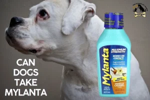 Can Dogs Take Mylanta