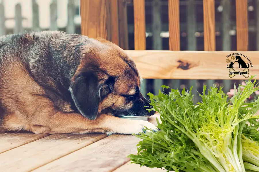 Can dogs eat escarole