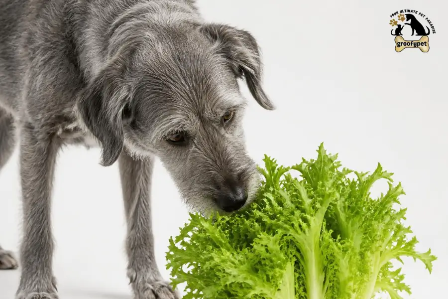 Can dogs eat escarole