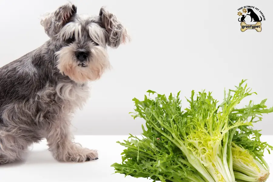Can dogs eat escarole