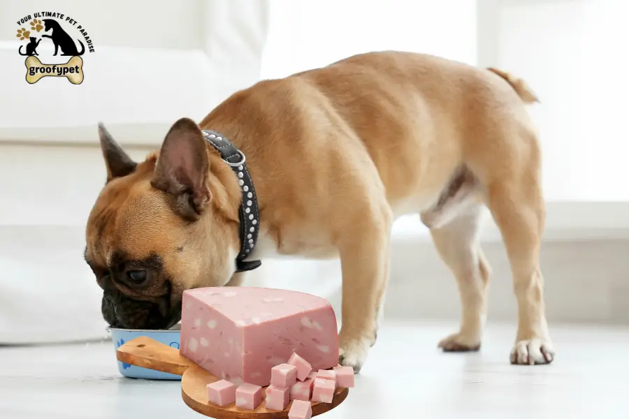 Can dogs eat mortadella