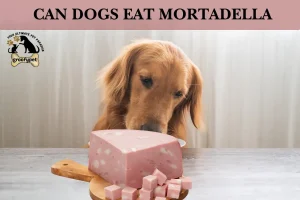 Can dogs eat mortadella