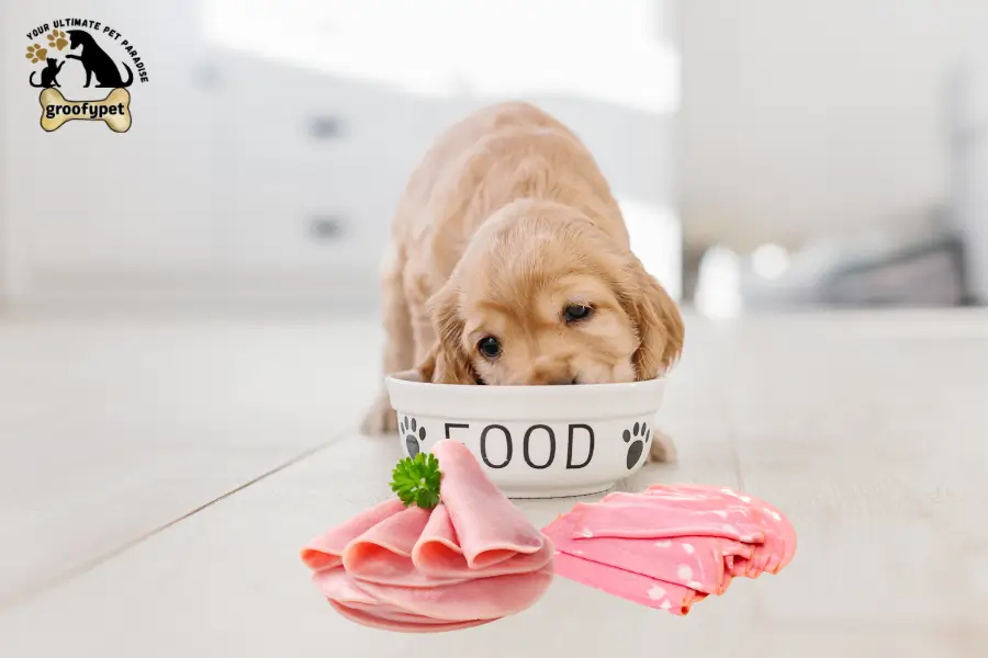 Can dogs eat mortadella