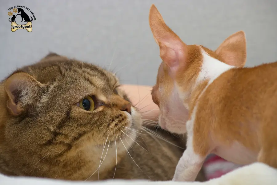 Can puppies drink cat milk