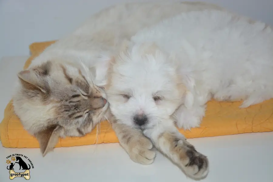 Can puppies drink cat milk