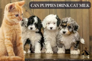 Can puppies drink cat milk