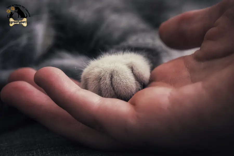 How Do Cats See Humans in the Dark