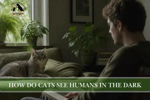 How Do Cats See Humans in the Dark