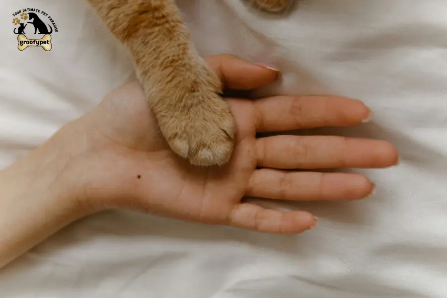 How Do Cats See Humans in the Dark