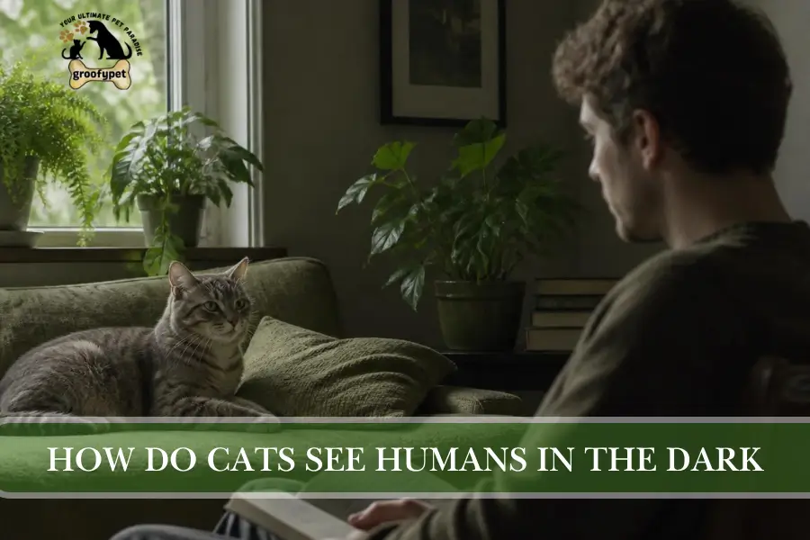 How Do Cats See Humans in the Dark