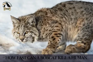 How Fast Can a Bobcat Kill a Human