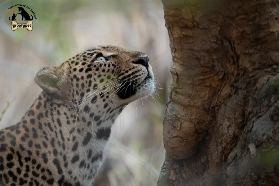 How Fast Can a Bobcat Kill a Human