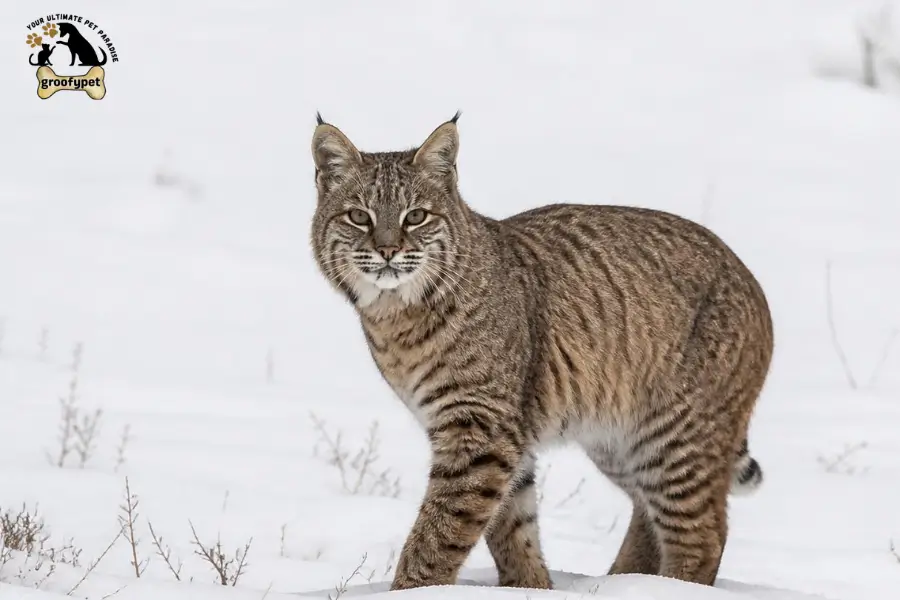 How Fast Can a Bobcat Kill a Human