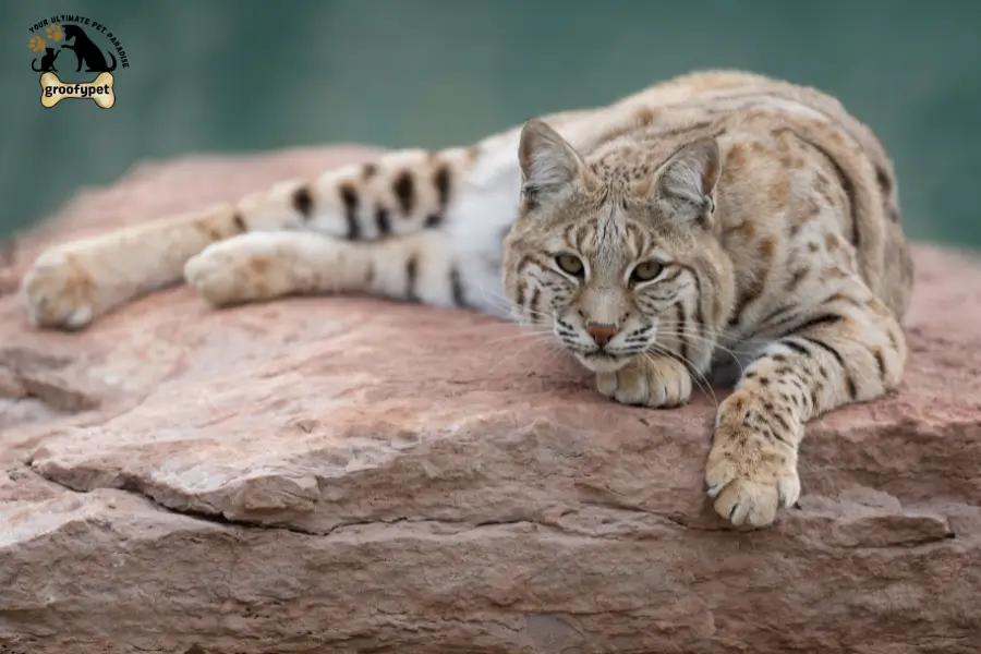 How Fast Can a Bobcat Kill a Human