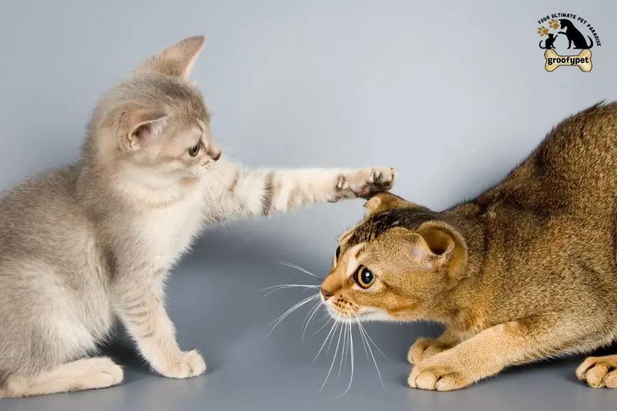 How to Deal With an Aggressive Cat Towards Other Cats
