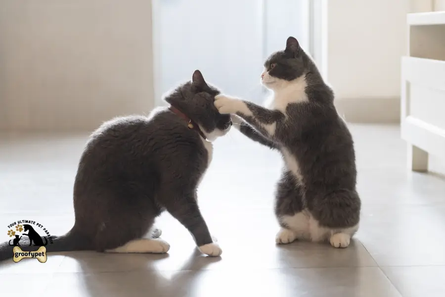 How to Deal With an Aggressive Cat Towards Other Cats