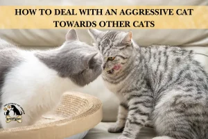 How to Deal With an Aggressive Cat Towards Other Cats