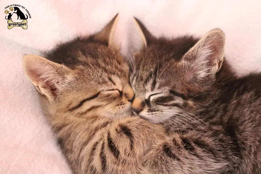 How to Deal With an Aggressive Cat Towards Other Cats