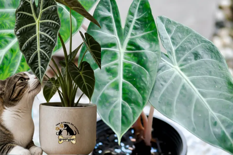 Is Alocasia Toxic to Cats