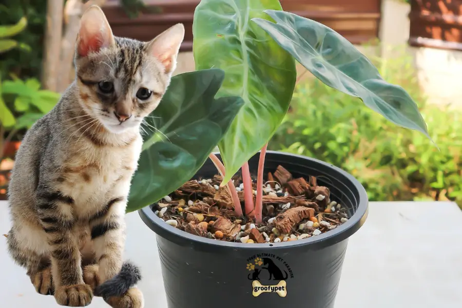 Is Alocasia Toxic to Cats