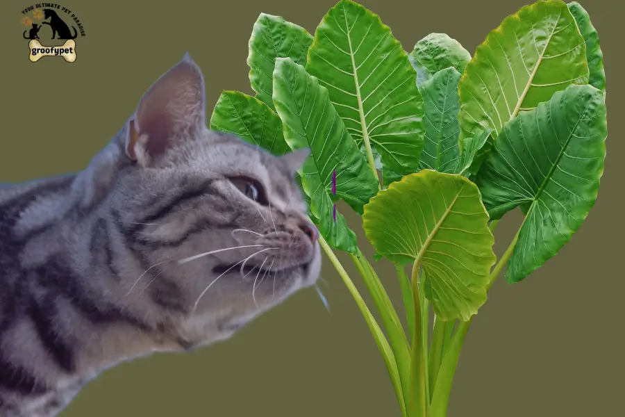 Is Alocasia Toxic to Cats