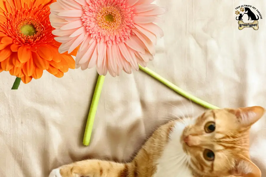 Is Gerbera Daisy Toxic to Cats