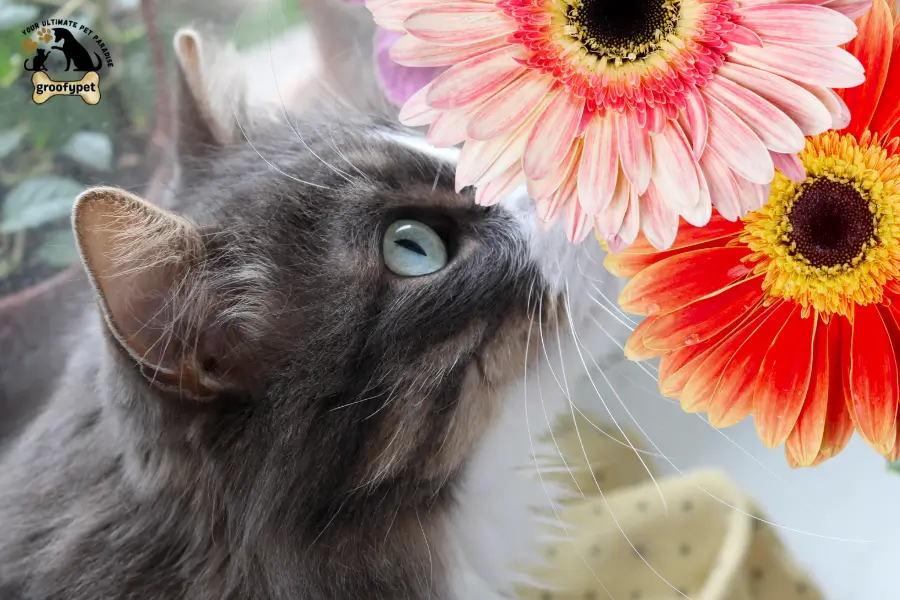 Is Gerbera Daisy Toxic to Cats