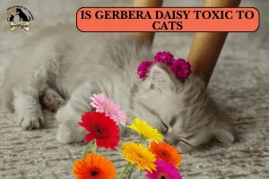 Is Gerbera Daisy Toxic to Cats