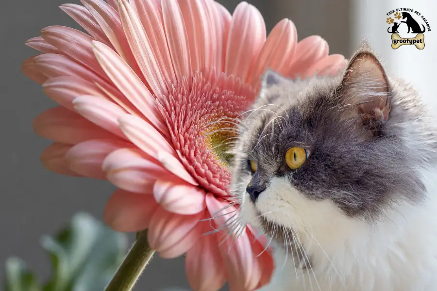 Is Gerbera Daisy Toxic to Cats