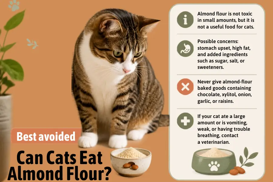 can cats eat almond flour